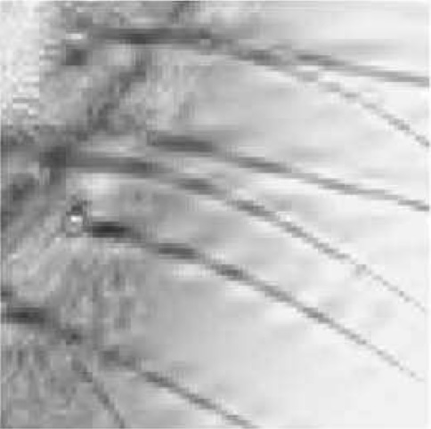 Multifocus Image Fusion Using the Log-Gabor Transform and a Multisize Windows Technique