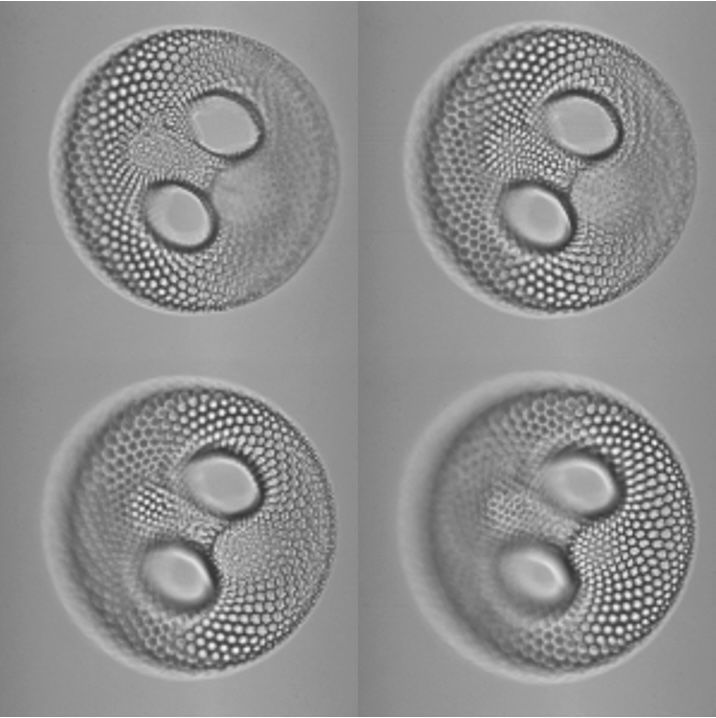 A 2D Wigner Distribution-Based Multisize Windows Technique for Image Fusion