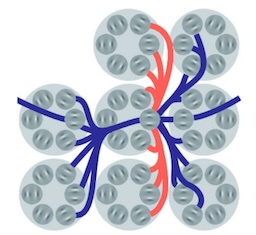 Modeling of Simple Cells Through a Sparse Overcomplete Gabor Wavelet Representation Based on Local Inhibition and Facilitation